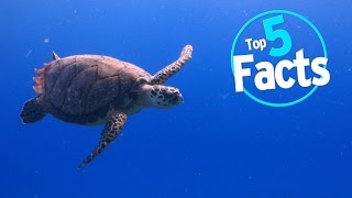 Top 5 Endangered Animal Facts [upl. by Anele]