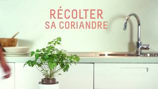 Comment récolter votre coriandre [upl. by Udela]