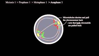 How Meiosis Works [upl. by Consuelo239]