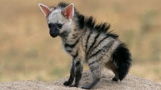 We Just Discovered The Aardwolf The Cutest Little Creature In The World amp We’re Totally In Love [upl. by Aliekat]