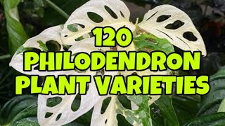 120 PHILODENDRON PLANT VARIETIES 🌱🌿 [upl. by Yasnyl]