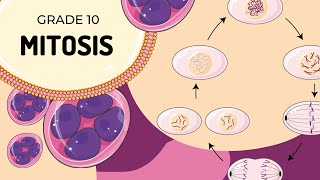 Mitosis [upl. by Naghem]