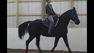 The Gaited Horse Gait Spectrum [upl. by Amelus]