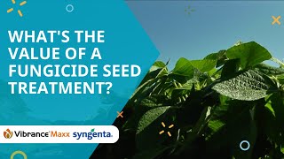 Whats the value of a fungicide seed treatment [upl. by Petie]