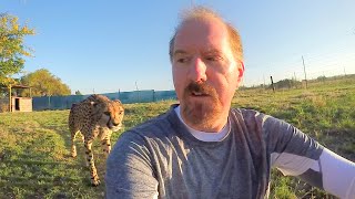 Turning Your Back To Leopards amp Cheetahs  BIG CATS Show Their Predatory Nature Part 2 [upl. by Ahsenot]