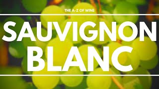 What is SAUVIGNON BLANC  Everything you need to know about this delicious grape [upl. by Sherer]