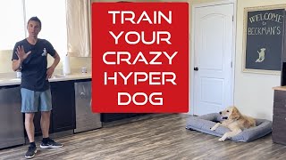 Learn how to manage and train an excitable young dog [upl. by Messing]