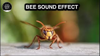 Bee Sound Effect [upl. by Daniella]