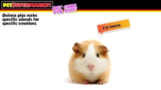 Guinea Pig Care Training for Kids [upl. by Auqinet]