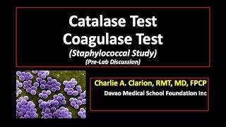 Catalase Test and Coagulase Test Staphylococcal Study [upl. by Phelips309]