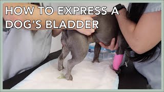 Learn To Express A Dogs Bladder In 3 Minutes [upl. by Joshi]