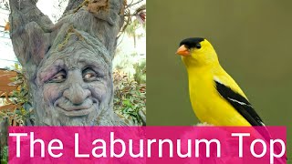 The Laburnum Top  LINE BY LINE EXPLANATION Class 11  In Hindi  English Hornbill Book  Poem 2 [upl. by Nythsa430]