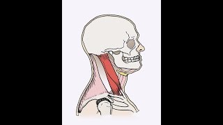 Sternocleidomastoid SCM exercise [upl. by Noyahs]