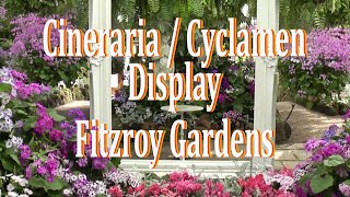 Cineraria amp Cyclamen Display Fitzroy Gardens Conservatory [upl. by Ludlow454]