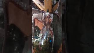 Octopus escaping the tank at Seattle aquarium on 20190526 [upl. by Annais]