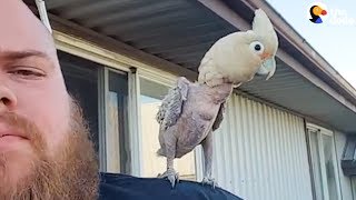 Cockatoo Loves To Dance With Dad  The Dodo [upl. by Lorrayne]