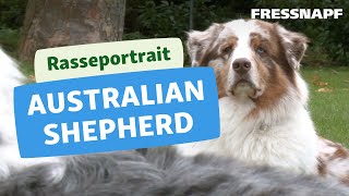 Australian Shepherd Rasseportrait  FRESSNAPF [upl. by Ruggiero]