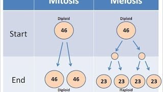 Mitosis vs Meiosis [upl. by Olcott]