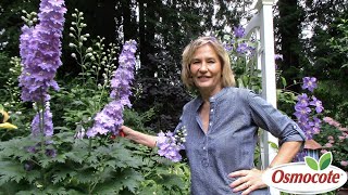 3 Tips for Growing Delphiniums [upl. by Onnem]