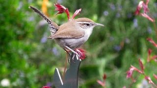 Bewicks Wren Calls May 2015 [upl. by Koblas]