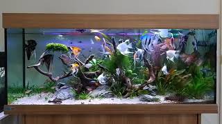 Angelfish tank  tropical aquarium  freshwater tank [upl. by Bobette]