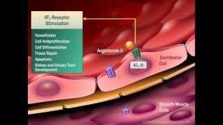 Renin Angiotensin Aldosterone System [upl. by Notreve]