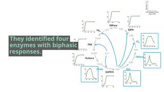 Why an increase in activity of an enzyme in the CBC does not always lead to increased photosynthesis [upl. by Genaro]