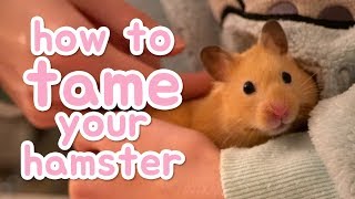 🐹 How to tame your hamster 🐹 [upl. by Pharaoh]