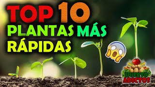 Los 10 Cultivos Que Crecen Más Rápido 🌱Huertos Urbanos  Huerto Adictos [upl. by Aileno]