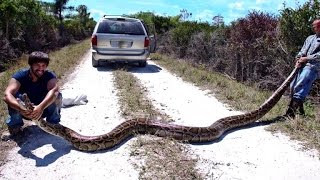 Python hunters take on Florida Everglades snake problem [upl. by Saba425]