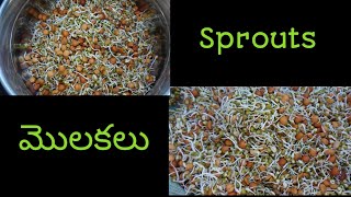 Sprouts Molakalu Ela Chesukovali How to make sprouts at home Sprouts Making in telugu [upl. by Sabsay]