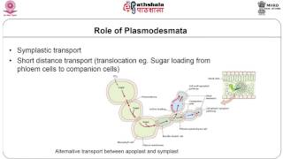 plasmodesmata [upl. by Yreffeg]