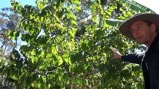 BYF Quick Tip Pruning a Cherimoya to Self Pollinate [upl. by Fortune]