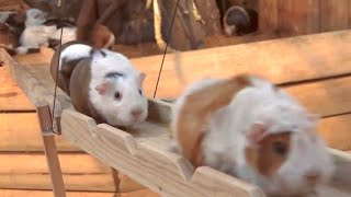 Guinea Pig Bridge at the Nagasaki Bio Park  song by Parry Gripp [upl. by Zoldi368]