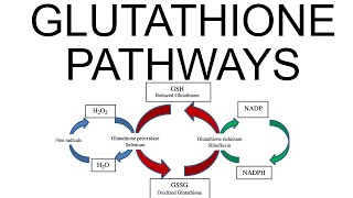 Glutathione Pathways [upl. by Inor]