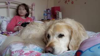 How an autism assistance dog helps [upl. by Fein]