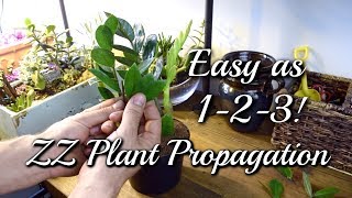 3 EASY Ways To Propagate Your ZZ Plant [upl. by Fariss]