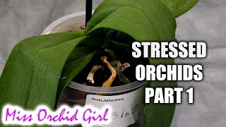 Rejuvenating stressed Orchids Part 1  Limp leathery leaves [upl. by Hiasi249]