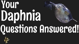 Daphnia Questions Answered [upl. by Nitsirt]