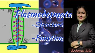 Plasmodesmata structure and functionSnebs Biology [upl. by Eseneg]