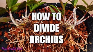 How to propagate Orchids through divisions  Simple guide for beginners [upl. by Netsirc]