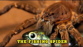 The Fishing Spider [upl. by Kaile]