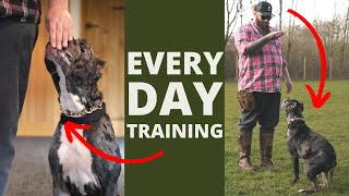 5 Dog Training Exercises You Should Do EVERY DAY At Home [upl. by Capriola541]