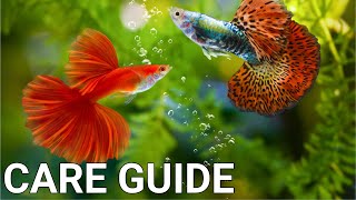 Guppy Fish Care For Beginners [upl. by Eradis962]