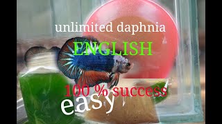 daphnia moina culture Easy way Unlimited production English  with sub Green water Chlorella [upl. by Trinette]