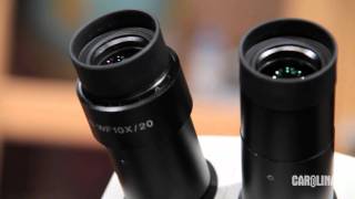 Stereo Microscopes Tips and Tricks [upl. by Boles]