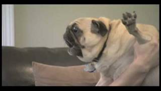 Curb Your Dog  Evil Pug [upl. by Ynottirb]