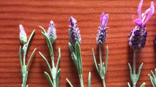 Spanish Lavender Lavandula stoechas Lamiaceae [upl. by Sitruc]