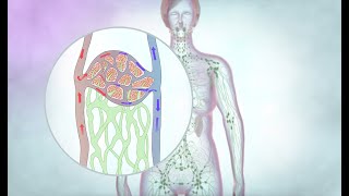 The lymphatic drainage system  Cancer Research UK [upl. by Cira846]