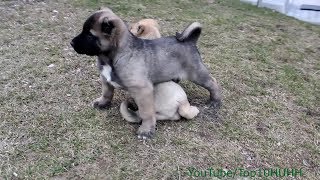 Kangal Turkish Kangal Puppies [upl. by Valoniah180]